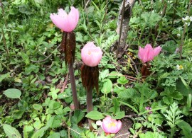 podophyllum_hexandrum (2)